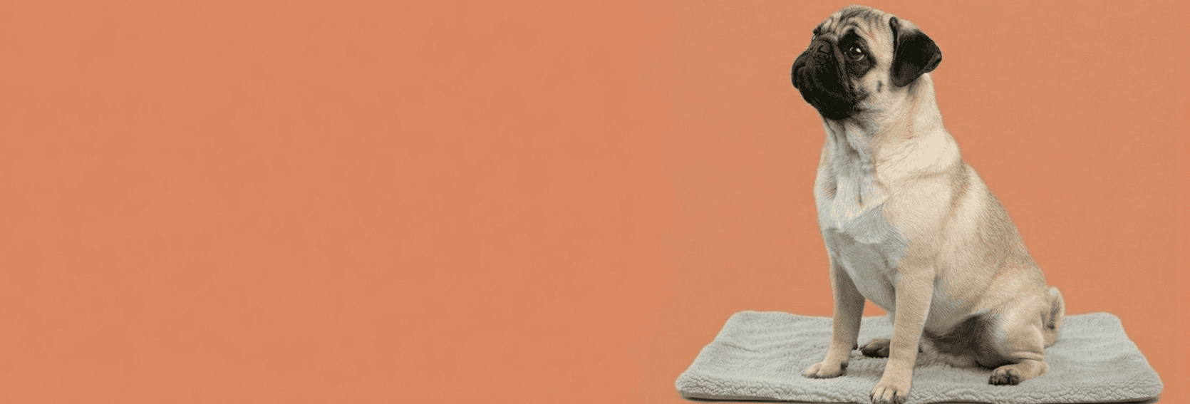 New Arrivals - Premium pet accessories